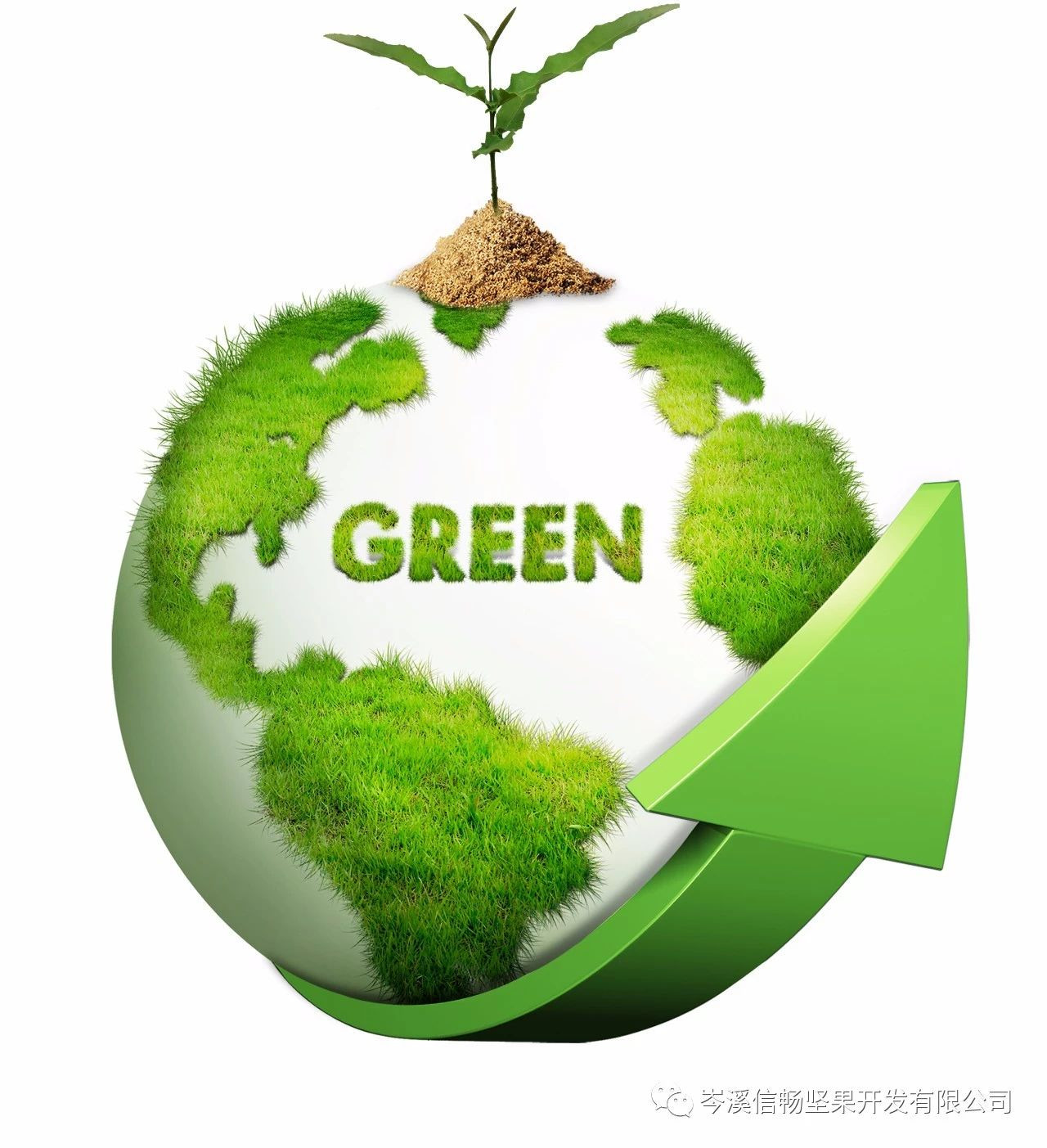 優(yōu)質澳洲堅果種苗